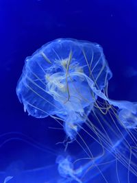 Close-up of jellyfish swimming in an aquarium