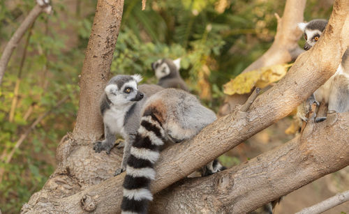 Lemurs looking away on branch