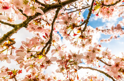 Low angle view of cherry blossoms blooming on tree branches