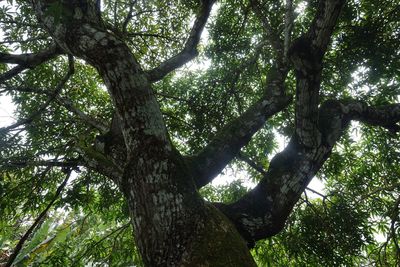 Low angle view of tree in forest