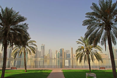 Palm trees with skyscrapers in background