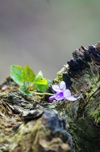 Close-up of flowering plant against rocks