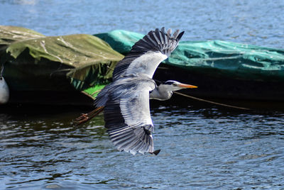 Seagull flying over a lake