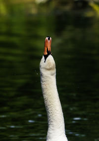 Close-up of a bird in lake