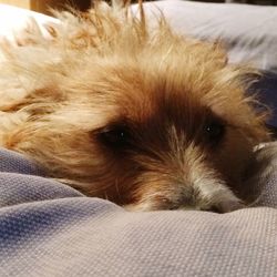 Close-up of dog lying on sofa