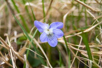 Close-up of purple crocus flowers