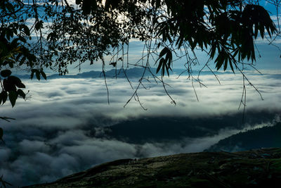 Scenic view of tree against sky