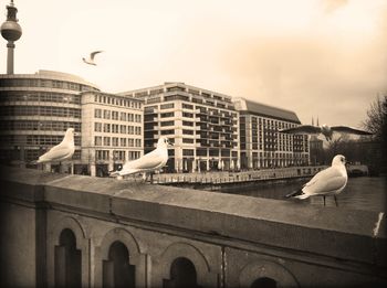 Seagull flying over city