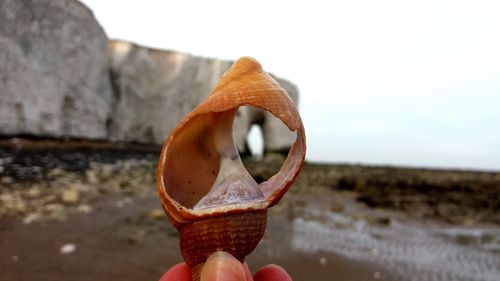 Close-up of person holding ice cream on beach against sky