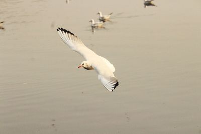 Birds flying over water