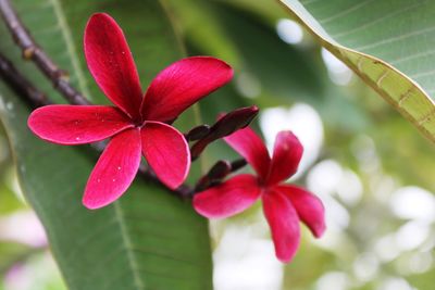 Close-up of red flowering plant