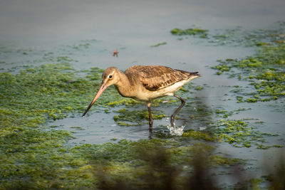 Bird perching on a lake