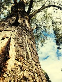 Low angle view of tree against sky