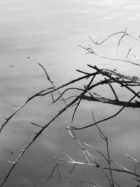 High angle view of bare tree by lake