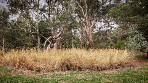 Trees on field in forest