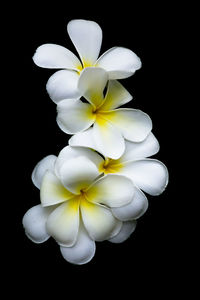 Close-up of white flower against black background