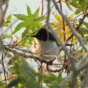 Bird perching on branch