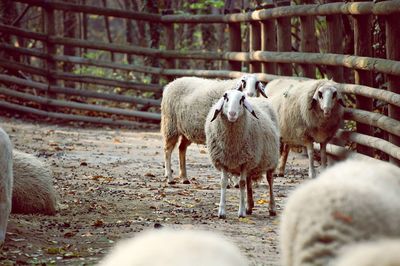 Sheep in pen