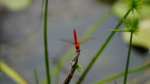 Close-up of insect on plant