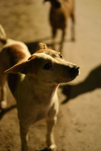 Dog looking away