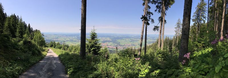 Panoramic view of road amidst trees against sky