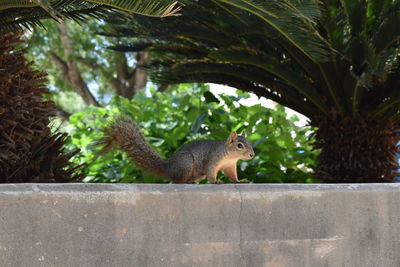 View of squirrel on wall