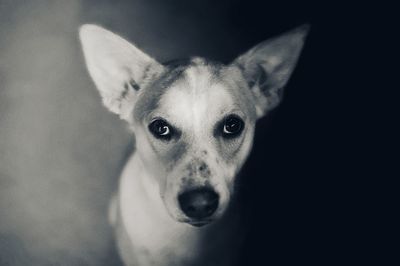 Close-up portrait of a dog