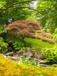 View of flowering plants in park