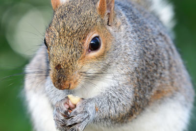 Close-up of a  squirrel eating a nut 