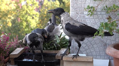 Birds perching on plant against trees