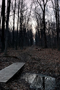 Bare trees in forest during winter