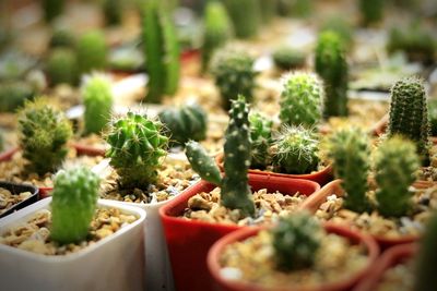 Close-up of succulent plants in yard