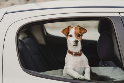 Dog sitting in car