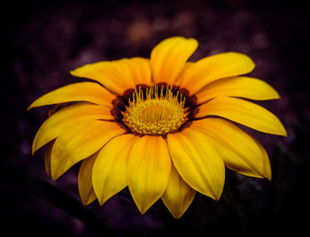 Close-up of yellow flower