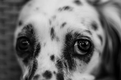 Funny eye of a strane dog