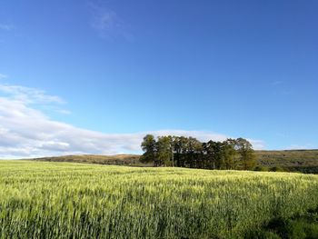 Scenic view of agricultural field against blue sky