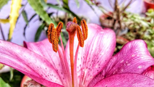 Close-up of pink flower