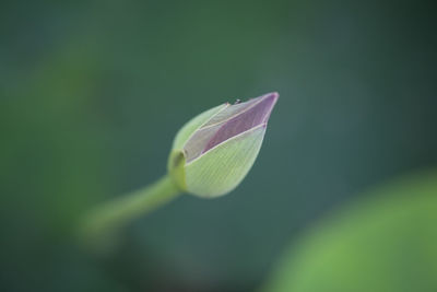 Close-up of flower bud growing outdoors