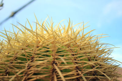 Close-up of corn field against clear sky