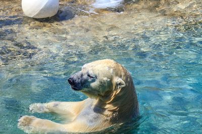 High angle view of polar bear swimming