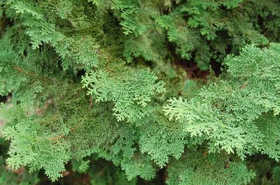 Close-up of plants