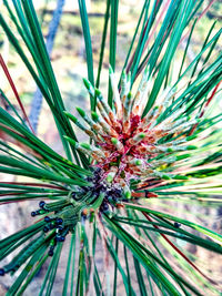 Close-up of pine tree