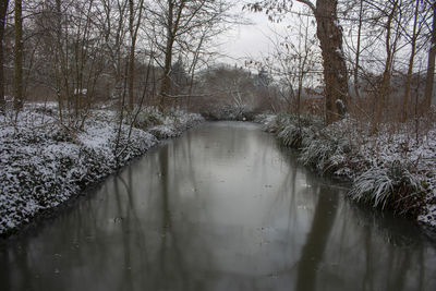 Bare trees in forest during winter