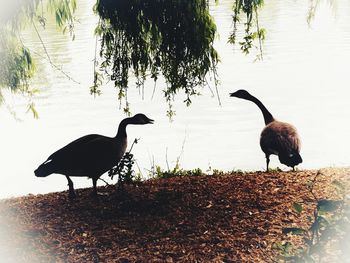 Ducks on rock at lakeshore