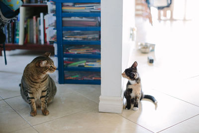 Tabby cat and tortie kitten see each other around a wall