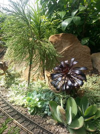 High angle view of butterfly on plant