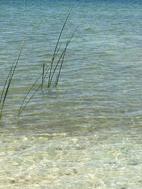 High angle view of rippled water in sea