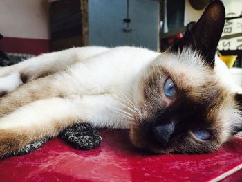 Close-up portrait of cat