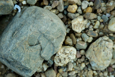 Close-up of shell on rock