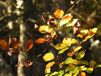 Close-up of autumnal leaves on plant